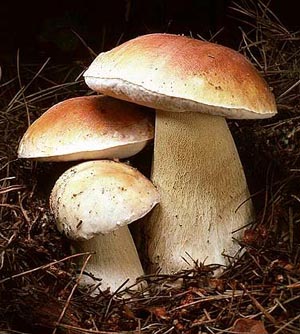 грибы белые